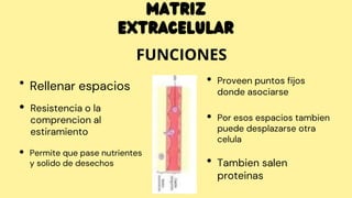 Rellenar espacios
Resistencia o la
comprencion al
estiramiento
Permite que pase nutrientes
y solido de desechos
Proveen puntos fijos
donde asociarse
Por esos espacios tambien
puede desplazarse otra
celula
Tambien salen
proteinas
Matriz
Extracelular
FUNCIONES
 