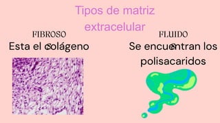 Tipos de matriz
extracelular
Esta el colágeno Se encuentran los
polisacaridos
 