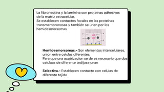 La fibronectina y la laminina son proteinas adhesivos
de la matriz extracelular.
Se establecen contactos focales en las proteinas
transmembronosas y también se unen por los
hemidesmorsomas
Hemidesmorsomas.- Son elementos intercelulares,
union entre celulas diferentes.
Para que una acatrizacion se de es necesario que dos
celulaas de diferente tedijose unan
Selectiva.- Establecen contacto con celulas de
diferente tejido
 