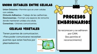 Procesos
embrionarios
Se reconocen y se adhieren
por CAM,
(les permite el
reconocimiento)
UNION ESTABLES ENTRE CELULAS
Union Oclusiva.- Permite que se unan celulas
con celulas.
Cinturón Adhesivo.- Trabajo de las cadherinas .
Desmosomas.- Forman una especie de remoche
donde mantienen unidas a la celula.
Conexinas.- Uniones comunicantes.
Celulas vegetales
Tienen puentes de comunicacion.
-Para poder comunicarse necesitan
puentes que estan hechos por
plasmadesmos.
 