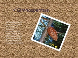 Gimnospermas.

Son aquellas plantas
cuyas semillas en su
madurez no se
encuentran
encerradas en los
frutos. Existen unas
850 especies. Poseen
flores poco vistosas
cuya polinización es
realizada por el viento.
 