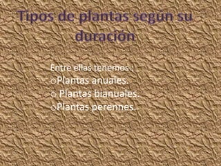 Entre ellas tenemos :
oPlantas anuales.
o Plantas bianuales.
oPlantas perennes.
 