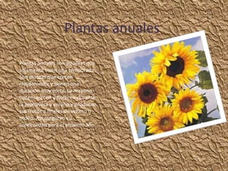 Plantas anuales

Plantas anuales son aquellas que
solamente viven una temporada.
Son plantas que crecen
rápidamente y tienen una
duración muy corta. La mayoría
nacen, crecen y florecen durante
la primavera y verano y producen
sus frutos a finales de verano u
otoño. Así aseguran su
continuidad para el próximo año.
 
