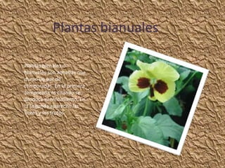 Plantas bianuales

Plantas bienales o
bianuales son aquellas que
duran un par de
temporadas. En la primera
temporada es cuando se
produce el crecimiento. En
la segunda aparecen las
flores y los frutos.
 