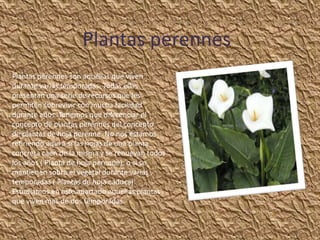 Plantas perennes
Plantas perennes son aquellas que viven
durante varias temporadas. Todas ellas
presentan una serie de recursos que les
permiten sobrevivir con mucha facilidad
durante años. Tenemos que diferenciar el
concepto de plantas perennes del concepto
de plantas de hoja perenne. No nos estamos
refiriendo aquí a si las hojas de una planta
concreta caen de la misma y se renuevan todos
los años ( Planta de hoja perenne), o si se
mantienen sobre el vegetal durante varias
temporadas ( Plantas de hoja caduca).
Estudiamos en este apartado aquellas plantas
que viven mas de dos temporadas.
 