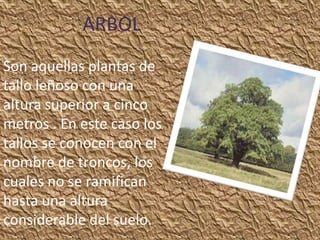ARBOL
Son aquellas plantas de
tallo leñoso con una
altura superior a cinco
metros . En este caso los
tallos se conocen con el
nombre de troncos, los
cuales no se ramifican
hasta una altura
considerable del suelo.
 