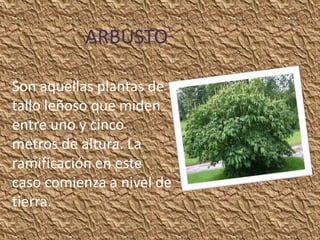ARBUSTO

Son aquellas plantas de
tallo leñoso que miden
entre uno y cinco
metros de altura. La
ramificación en este
caso comienza a nivel de
tierra.
 