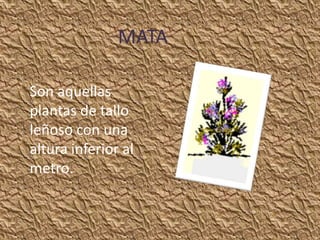 MATA

Son aquellas
plantas de tallo
leñoso con una
altura inferior al
metro.
 