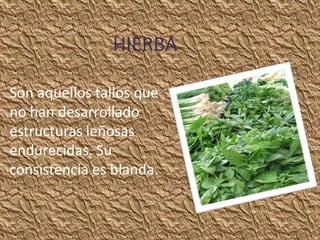 HIERBA

Son aquellos tallos que
no han desarrollado
estructuras leñosas
endurecidas. Su
consistencia es blanda.
 