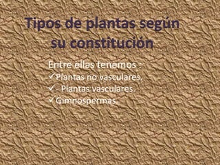 Tipos de plantas según
    su constitución
   Entre ellas tenemos :
   Plantas no vasculares.
   - Plantas vasculares.
   Gimnospermas.
 