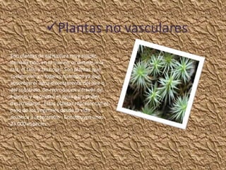 Plantas no vasculares         .



Son plantas de estructura muy simple,
llamada talo, en la que no se distingue la
raíz, el tallo y las hojas. Son plantas que
suelen vivir en lugares húmedos ya que
absorben el agua directamente del aire o
del substrato. Se reproducen a través de
esporas y necesitan el agua para poder
desarrollarse . Estas plantas representan el
paso de los vegetales desde la vida
acuática a la terrestre . Constituyen unas
23.000 especies.
 