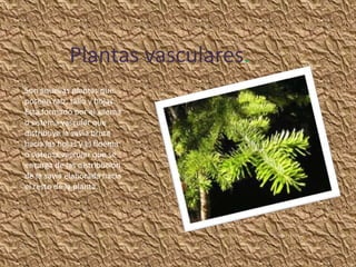 Plantas vasculares.
Son aquellas plantas que
poseen raíz, tallo y hojas.
Esta formado por el xilema
o sistema vascular que
distribuye la savia bruta
hacia las hojas y el floema
o sistema vascular que se
encarga de las distribución
de la savia elaborada hacia
el resto de la planta.
 
