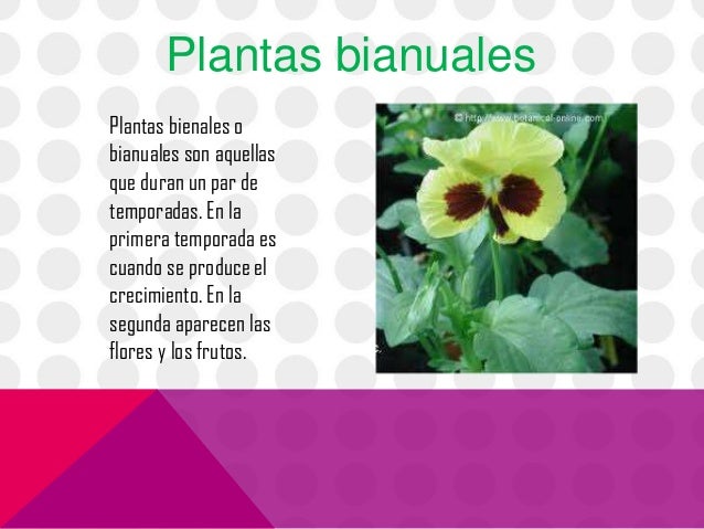 las partes de las plantas