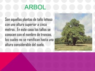 ARBOL
Son aquellas plantas de tallo leñoso
con una altura superior a cinco
metros . En este caso los tallos se
conocen con el nombre de troncos,
los cuales no se ramifican hasta una
altura considerable del suelo.
 