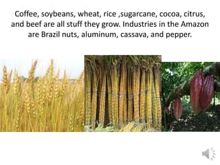 Coffee, soybeans, wheat, rice ,sugarcane, cocoa, citrus,
and beef are all stuff they grow. Industries in the Amazon
     are Brazil nuts, aluminum, cassava, and pepper.
 