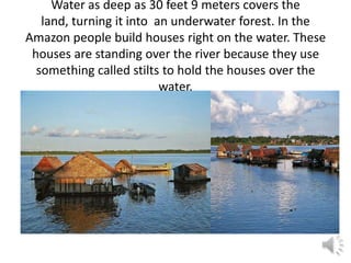 Water as deep as 30 feet 9 meters covers the
   land, turning it into an underwater forest. In the
Amazon people build houses right on the water. These
 houses are standing over the river because they use
  something called stilts to hold the houses over the
                          water.
 