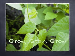 Grow, Grow, Grow!
 