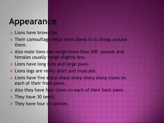 AppearanceLions have brown fur.Their camouflage helps them blend in to things around them.Also male lions can weigh more than 500  pounds and females usually weigh slightly less.  Lions have long tails and large paws.Lions legs are really short and musculer.Lions have five sharp sharp sharp sharp sharp claws on  each of their front paws.Also they have four claws on each of their back paws .They have 30 teeth.They have four of canines.