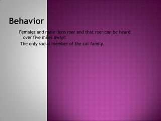 BehaviorFemales and male lions roar and that roar can be heard over five miles away! The only social member of the cat family.