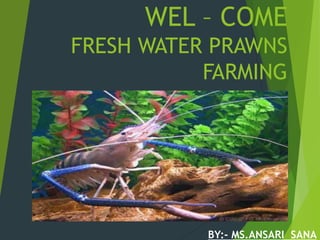 WEL – COME
FRESH WATER PRAWNS
FARMING
BY:- MS.ANSARI SANA
 