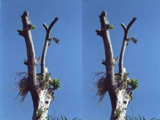  Cambiar la calidad del crecimiento.