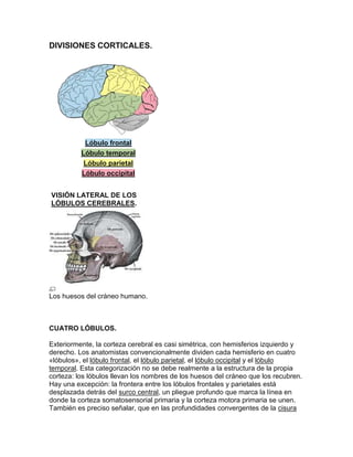 DIVISIONES CORTICALES.




           Lóbulo frontal
          Lóbulo temporal
           Lóbulo parietal
          Lóbulo occipital


VISIÓN LATERAL DE LOS
LÓBULOS CEREBRALES.




Los huesos del cráneo humano.



CUATRO LÓBULOS.

Exteriormente, la corteza cerebral es casi simétrica, con hemisferios izquierdo y
derecho. Los anatomistas convencionalmente dividen cada hemisferio en cuatro
«lóbulos», el lóbulo frontal, el lóbulo parietal, el lóbulo occipital y el lóbulo
temporal. Esta categorización no se debe realmente a la estructura de la propia
corteza: los lóbulos llevan los nombres de los huesos del cráneo que los recubren.
Hay una excepción: la frontera entre los lóbulos frontales y parietales está
desplazada detrás del surco central, un pliegue profundo que marca la línea en
donde la corteza somatosensorial primaria y la corteza motora primaria se unen.
También es preciso señalar, que en las profundidades convergentes de la cisura
 