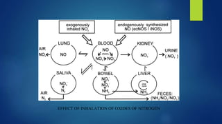 EFFECT OF INHALATION OF OXIDES OF NITROGEN
 