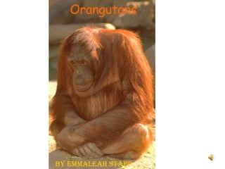 Orangutans By Emmaleah Stapp 