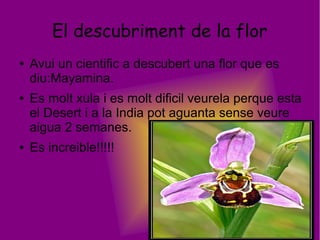 El descubriment de la flor
● Avui un cientific a descubert una flor que es
diu:Mayamina.
● Es molt xula i es molt dificil veurela perque esta
el Desert i a la India pot aguanta sense veure
aigua 2 semanes.
● Es increible!!!!!
 