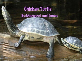 Chicken Turtle
By:Margaret and Emma
 