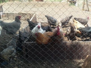 Livestock and household-level economic development: An example from Uganda