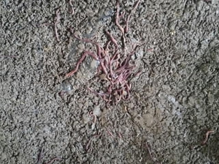 Livestock and household-level economic development: An example from Uganda