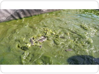 Livestock and household-level economic development: An example from Uganda