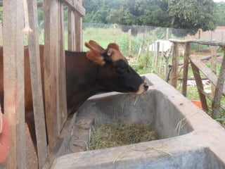 Livestock and household-level economic development: An example from Uganda