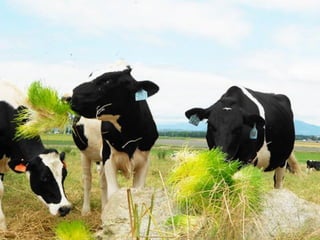 Livestock and household-level economic development: An example from Uganda