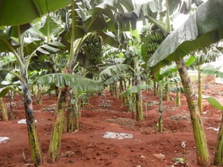 Livestock and household-level economic development: An example from Uganda