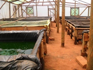 Livestock and household-level economic development: An example from Uganda