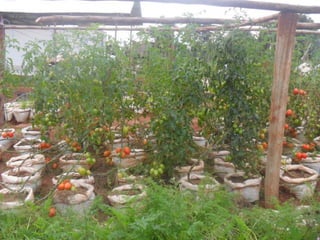 Livestock and household-level economic development: An example from Uganda