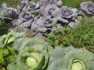 Livestock and household-level economic development: An example from Uganda