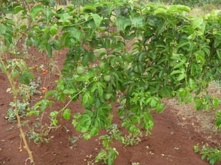 Livestock and household-level economic development: An example from Uganda