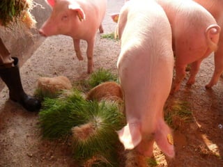 Livestock and household-level economic development: An example from Uganda