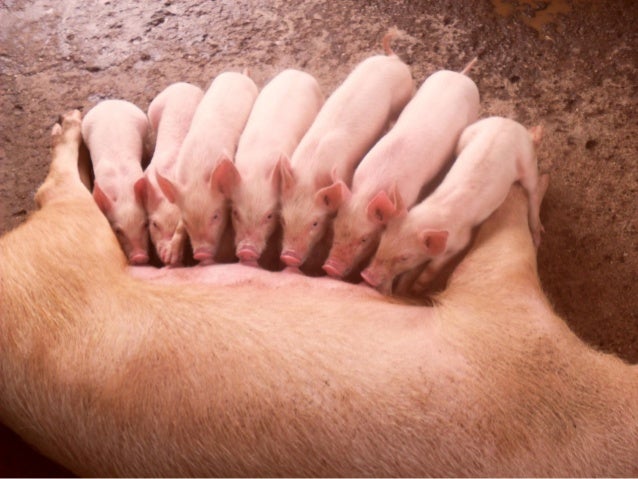 Livestock and household-level economic development: An example from U…