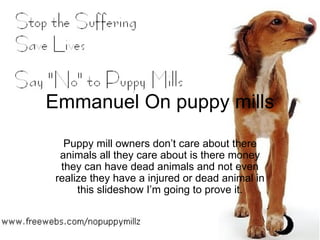 Emmanuel On puppy mills Puppy mill owners don’t care about there animals all they care about is there money they can have dead animals and not even realize they have a injured or dead animal in this slideshow I’m going to prove it. 