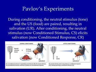 Pavlov’s Experiments
During conditioning, the neutral stimulus (tone)
and the US (food) are paired, resulting in
salivation (UR). After conditioning, the neutral
stimulus (now Conditioned Stimulus, CS) elicits
salivation (now Conditioned Response, CR)
 