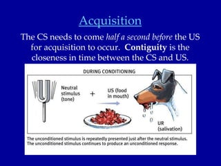 Acquisition
The CS needs to come half a second before the US
for acquisition to occur. Contiguity is the
closeness in time between the CS and US.
 