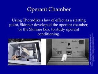 Operant Chamber
Using Thorndike's law of effect as a starting
point, Skinner developed the operant chamber,
or the Skinner box, to study operant
conditioning.
Walter
Dawn/
Photo
Researchers,
Inc.
From
The
Essentials
of
Conditioning
and
Learning,
3
rd
Edition
by
Michael
P.
Domjan,
2005.
Used
with
permission
by
Thomson
Learning,
Wadsworth
Division
 