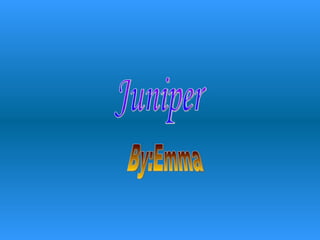 Juniper By:Emma 