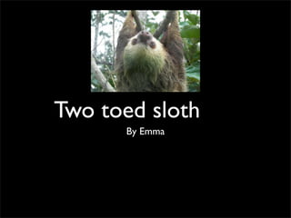 Two toed sloth
      By Emma
 