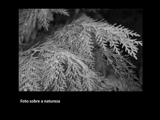 Foto sobre a natureza

 