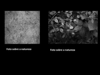 Foto sobre a natureza

Foto sobre a natureza

 